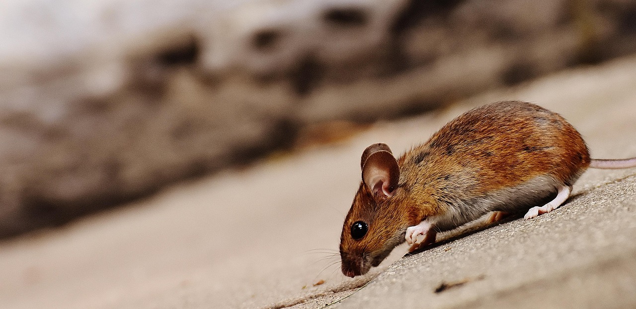Kosmetyki cruelty-free – od kiedy w Europie nie wolno testować na zwierzętach? 🐇